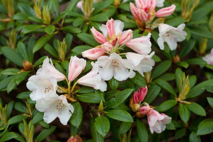 rhododendron 'Grumpy'