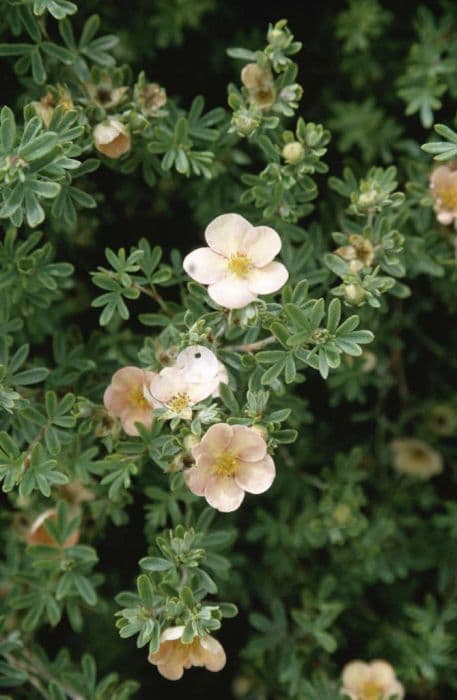 shrubby cinquefoil 'Daydawn'