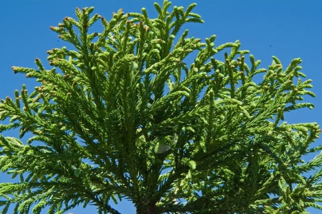 Japanese cedar 'Bandai-sugi'