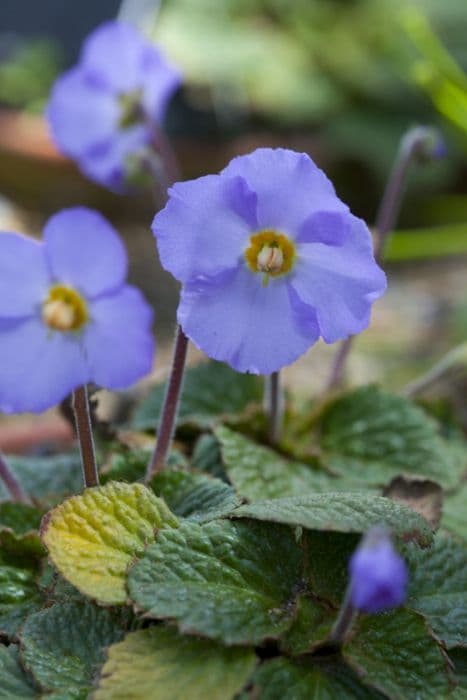 Natalie's ramonda