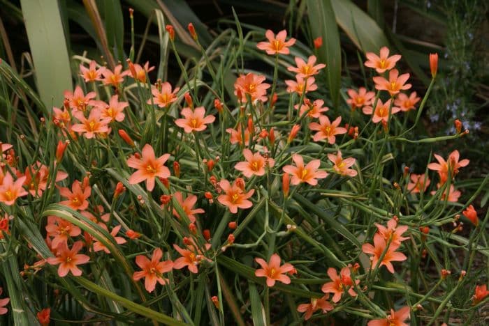 one-leaf Cape tulip