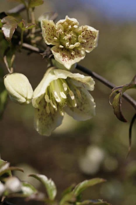 fern-leaved clematis