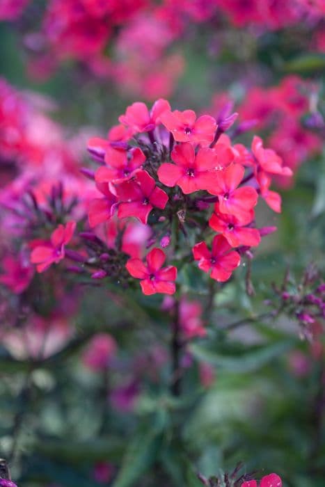 phlox 'Logan Black'