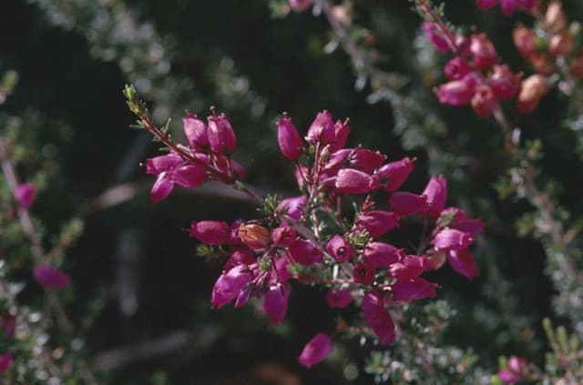 Bell heather 'Knap Hill Pink'