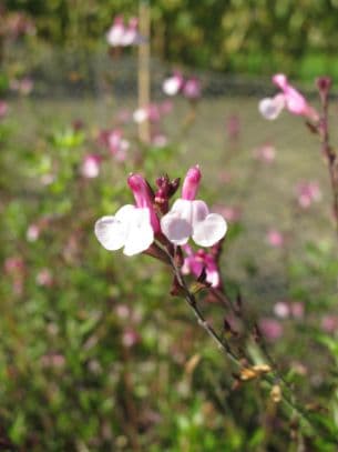 sage 'Dyson's Joy'