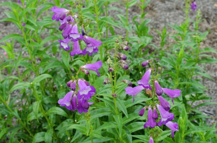 penstemon 'George Moon'