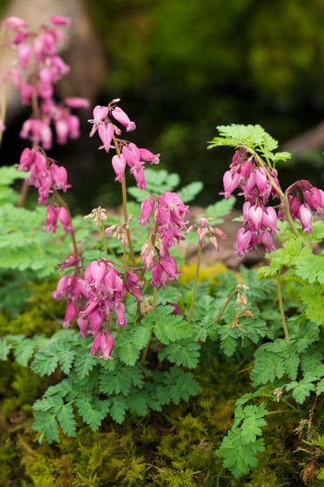 bleeding heart 'Luxuriant'