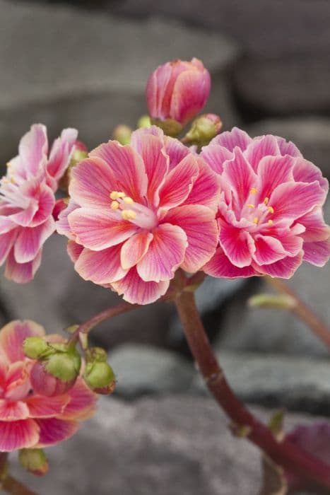 Siskiyou lewisia 'Regenbogen'