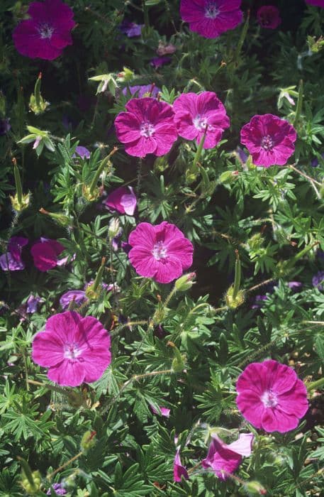 bloody cranesbill 'Little Bead'