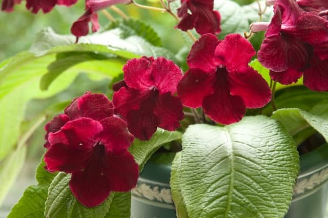 Cape primrose 'Watermelon Wine'