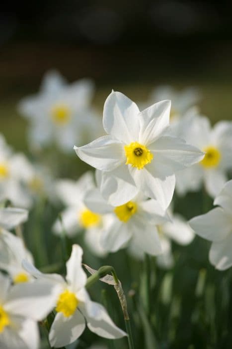 daffodil 'Conspicuus'