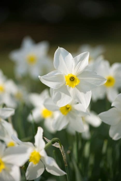 Daffodil 'Conspicuus'