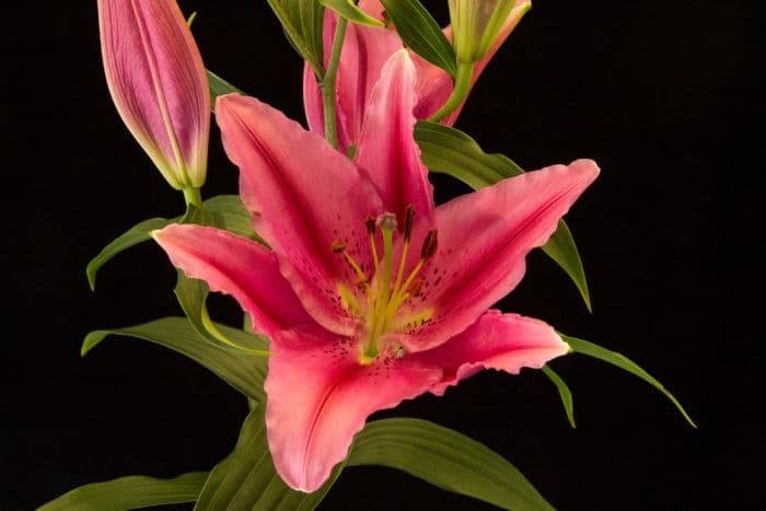 lily 'Vancouver'