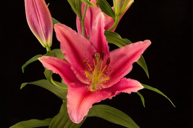 Lily 'Vancouver'