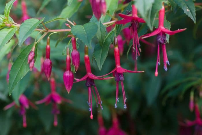 fuchsia 'Floriade'