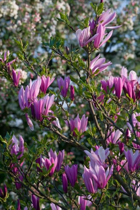 magnolia 'Judy'