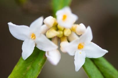 daphne 'Hazel Edwards'