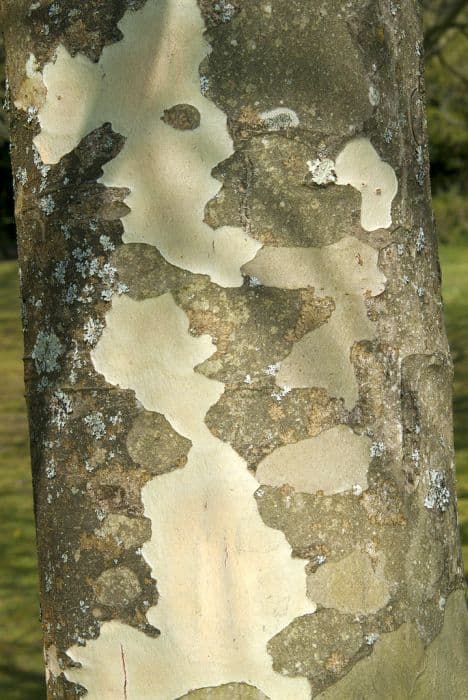 Lacebark pine