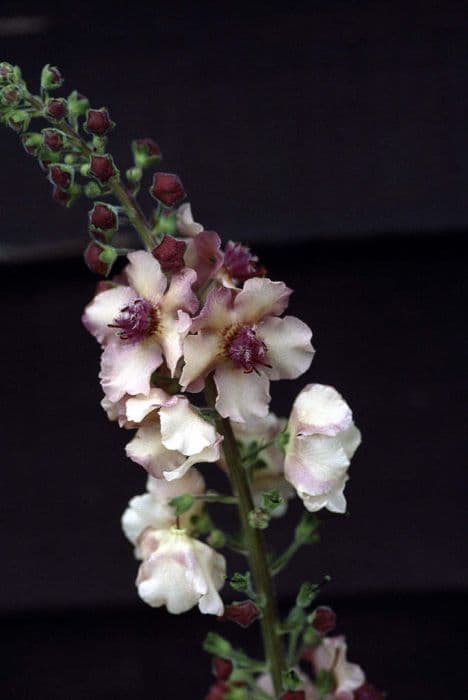 mullein 'Norfolk Dawn'