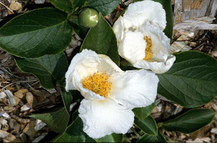 Chinese stewartia