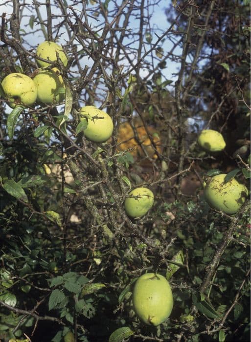 Chinese flowering quince