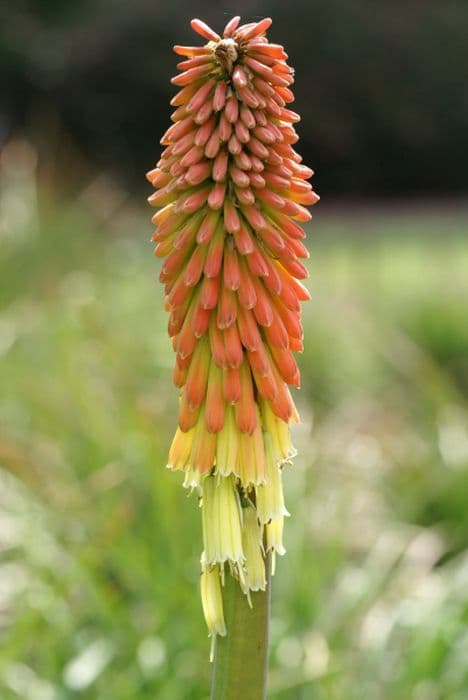 sword-shaped red-hot poker