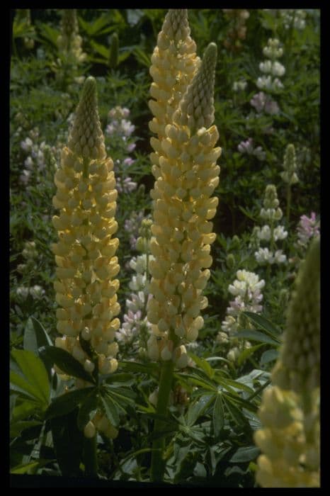 lupin 'Chandelier'