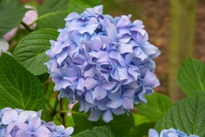 Mophead Hydrangea 'Heinrich Seidel'