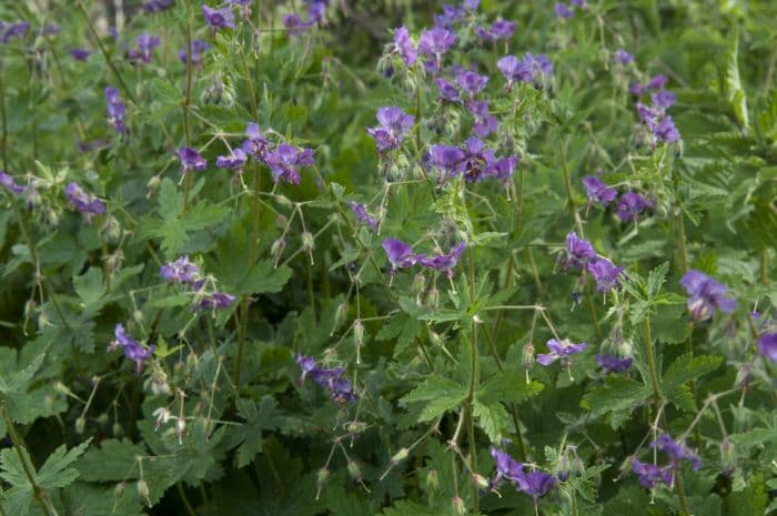 English Munich cranesbill