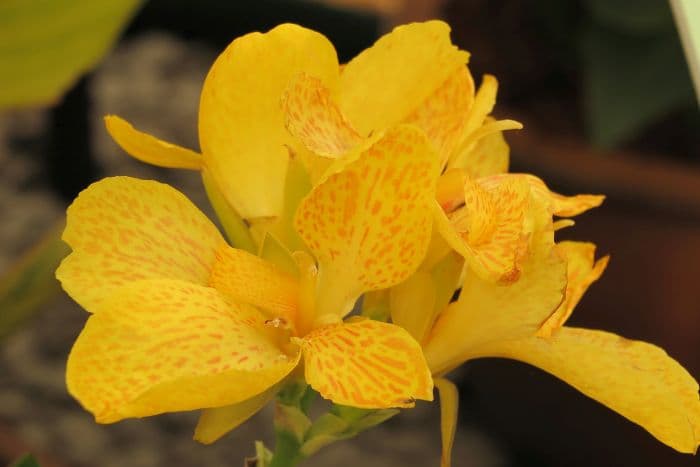 canna 'Tropical Yellow'