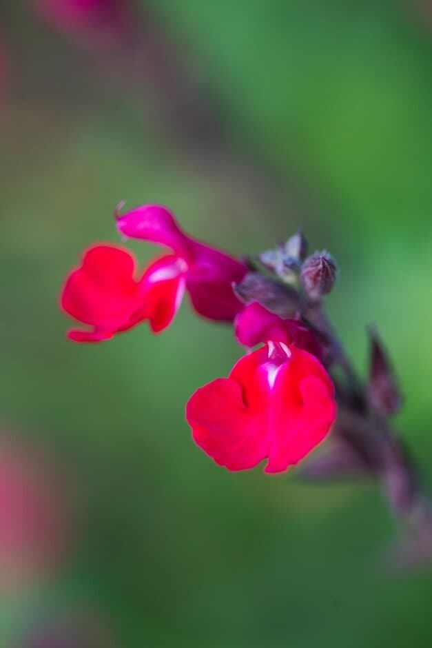 Salvia 'Maraschino'