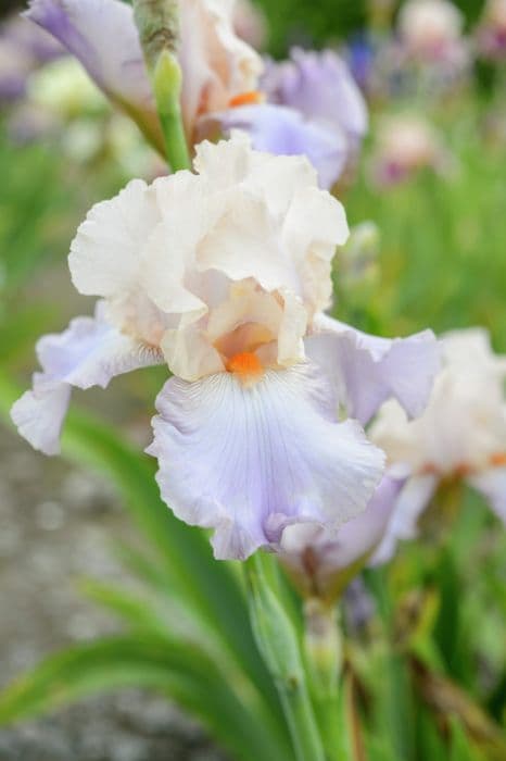 iris 'Celebration Song'