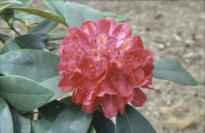 rhododendron 'Kate Waterer'