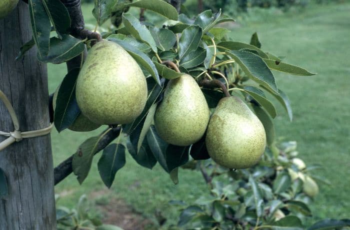 pear 'Beth'