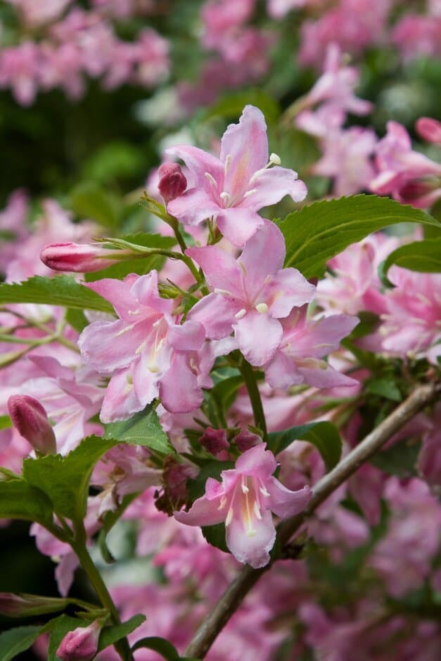 Weigela 'Fairy'