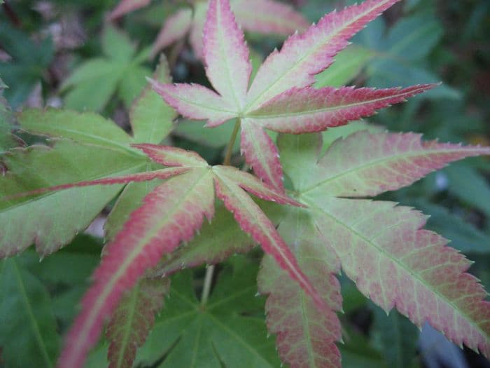 Japanese maple 'Beni-tsukasa'