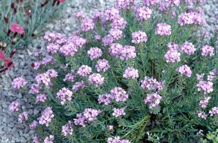 stone cress 'Warley Rose'