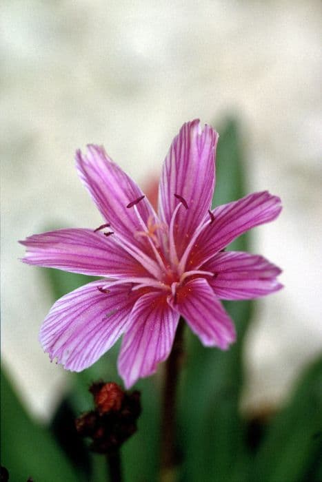 lewisia 'Little Plum'