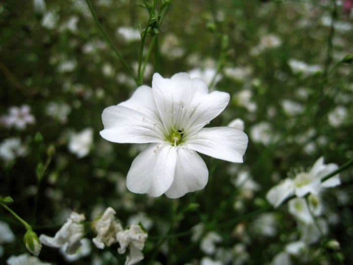 annual baby's breath