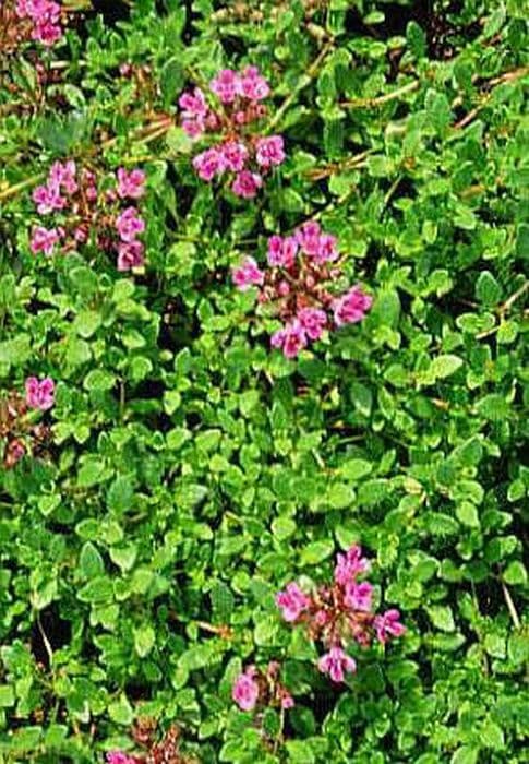 thyme Coccineus Group