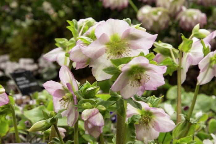 hellebore 'Harvington Rebekah'