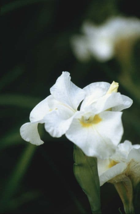 Siberian iris 'Kathleen Mary'