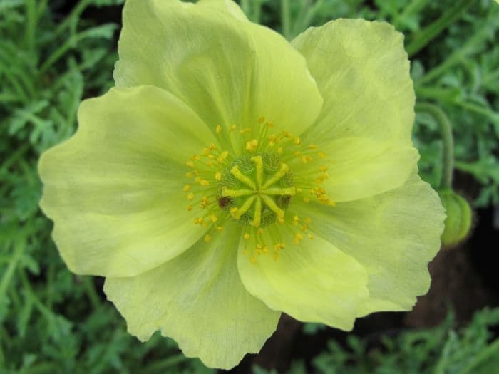 poppy 'Moondance'