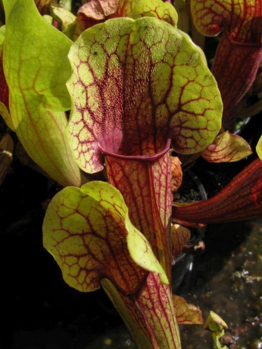 pitcher plant 'Vogel'