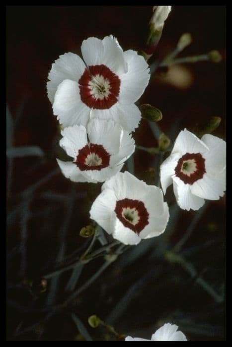 pink 'Kesteven Kirkstead'