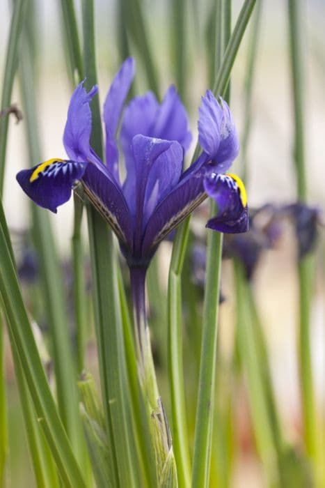 iris 'Pixie'