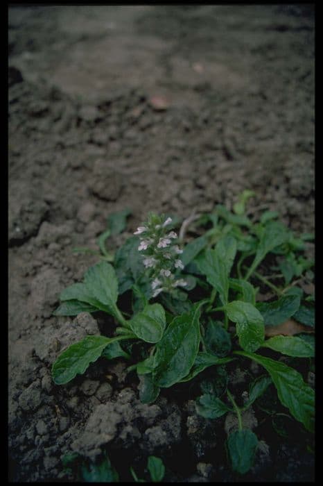 bugle 'Silver Shadow'