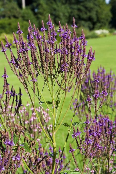 American blue vervain