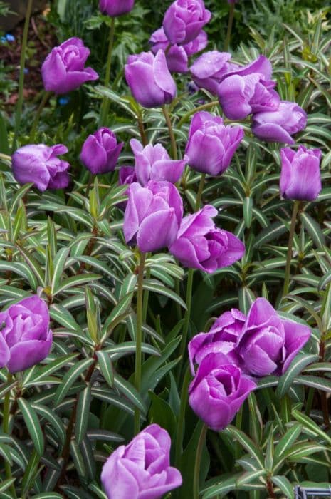 tulip 'Bleu Aimable'