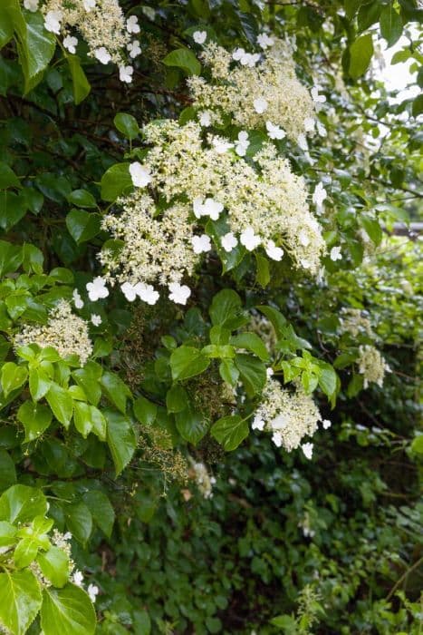 climbing hydrangea